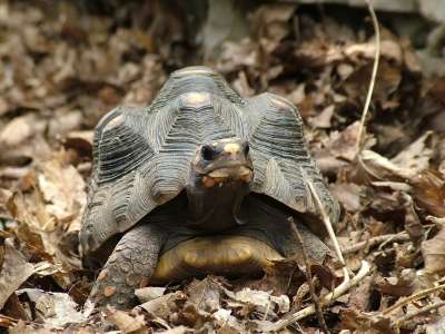 Żółw dotknięty deformacją piramidalną