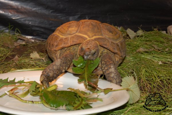 żółw - pierwszy posiłek