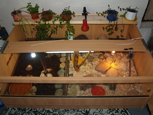 Terrarium żółwi lamparcich