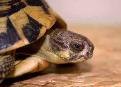 Żółw grecki z podgatunku testudo hermanni hermanni - plamka poniżej oka