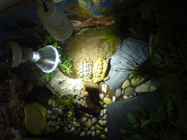 Moje terrarium