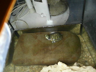 żółwik na kamyczku