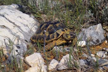 testudo hermanni hercegovinensis