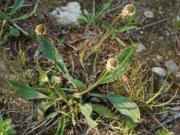 Babka lancetowata (Plantago lanceolata) 