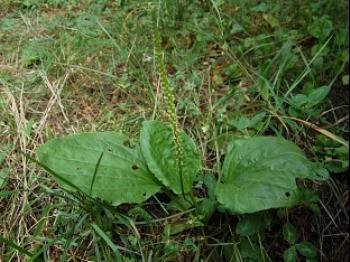 Babka szerokolistna, zwyczajna (Plantago maior) 