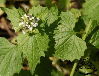 Czosnaczek pospolity (Alliaria petiolata)