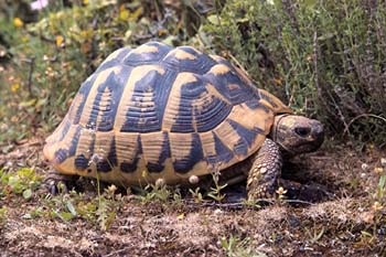 testudo hermanni boettgeri