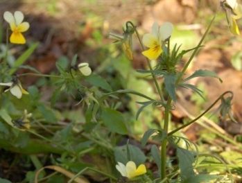 Fiołek polny (Viola arvensis)