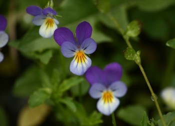 Fiołek trójbarwny (Viola tricolor)