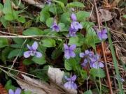 Fiołek wonny (Viola odorata) 