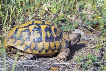 testudo hermanni boettgeri