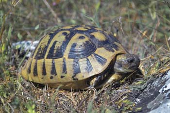 testudo hermanni hercegovinensis