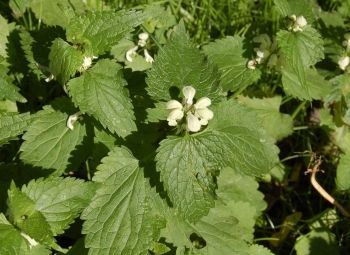 Jasnota biała (Lamium album)