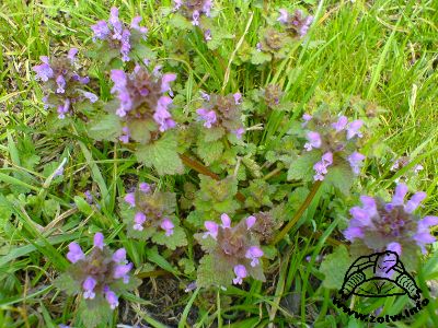 Jasnota purpurowa (Lamium purpureum)