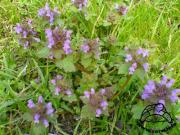 Jasnota purpurowa (Lamium purpureum)