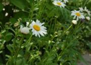 Jastrun właściwy (Leucanthemum vulgare)