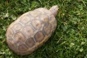 Żółw zawiasowy - karapaks