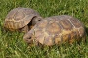 Żółw zawiasowy (kinixys belliana) - para