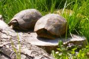 Żółwie zawiasowe na wybiegu