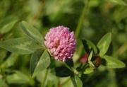 Koniczyna łąkowa, czerwona (Trifolium pratense)