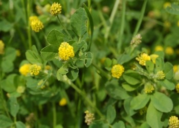 Koniczyna różnoogonkowa (Trifolium campestre)