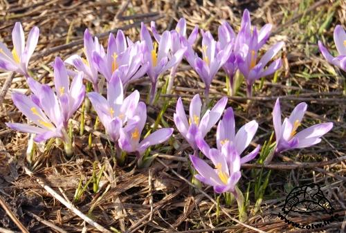 Krokus (rodzaj Crocus)