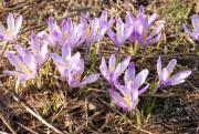 krokus crocus