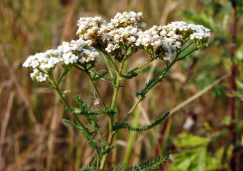 Krwawnik pospolity (Achillea millefolium)