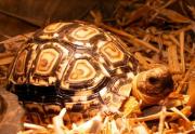 Żółw lamparci - młody osobnik