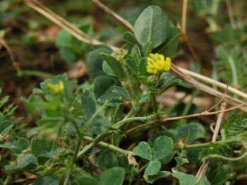 Lucerna nerkowata (Medicago lupulia)