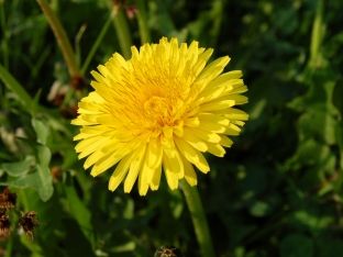 Mniszek lekarski (Taraxacum officinale)