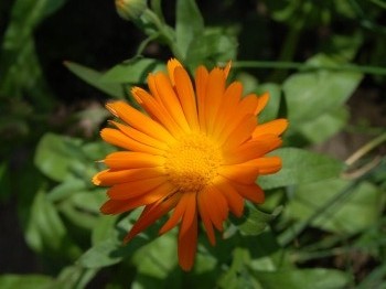 Nagietek lekarski (Calendula officinalis)