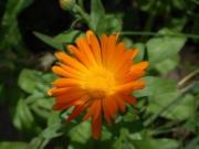 Nagietek lekarski (Calendula officinalis)