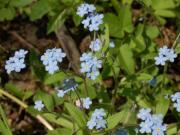 Niezapominajka polna (Myosotis arvensis)