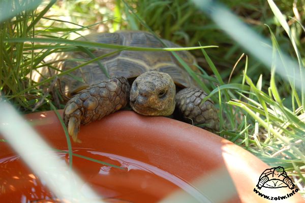 Żółw stepowy - odpoczynek