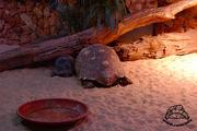 Żółw lamparci w Aquarium
