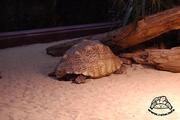 Żółw lamparci w Aquarium - dorosły