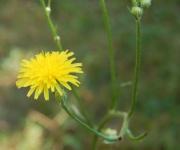 Pępawa zielona (Crepis capillaris)