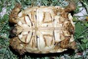 Żółw lamparci - plastron młodego osobnika