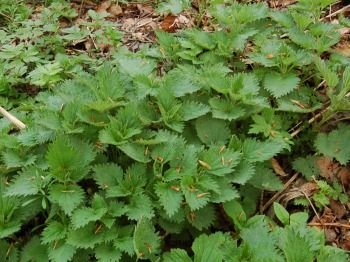 Pokrzywa zwyczajna (Urtica dioica)