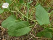 Powój polny (Convolvulus arvensis)