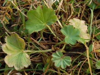 Przywrotnik pospolity (Alchemilla vulgaris) 