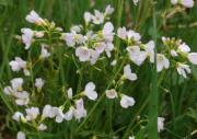 Rzeżucha łąkowa (Cardamine pratensis) 