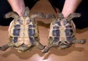 Żółwie greckie - samce - plastrony
