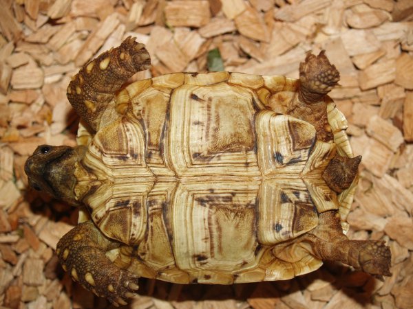 Żółw lamparci samica