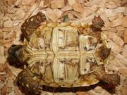 Żółw lamparci - młoda samica