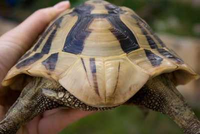 Żółw grecki - tarczka nadogonowa