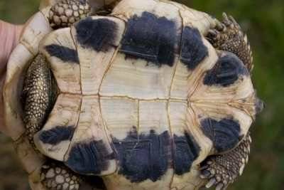 Żółw grecki z podgatunku testudo hermanni boettgeri - plastron