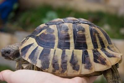 Żółw grecki z podgatunku testudo hermanni boettgeri - karapaks