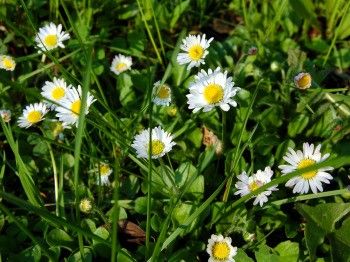 Stokrotka pospolita (Bellis perennis)